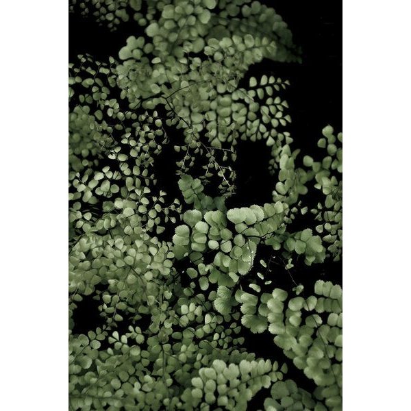 Photocircle Poster / Leinwandbild - Tropical Garden 2/5