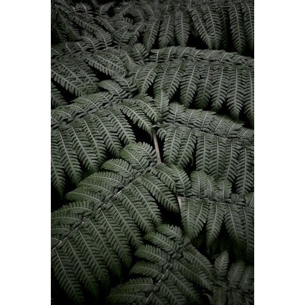 Photocircle Poster / Leinwandbild - Tropical Garden 4/5