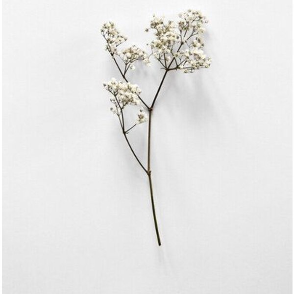 Photocircle Poster / Leinwandbild - White Beauty
