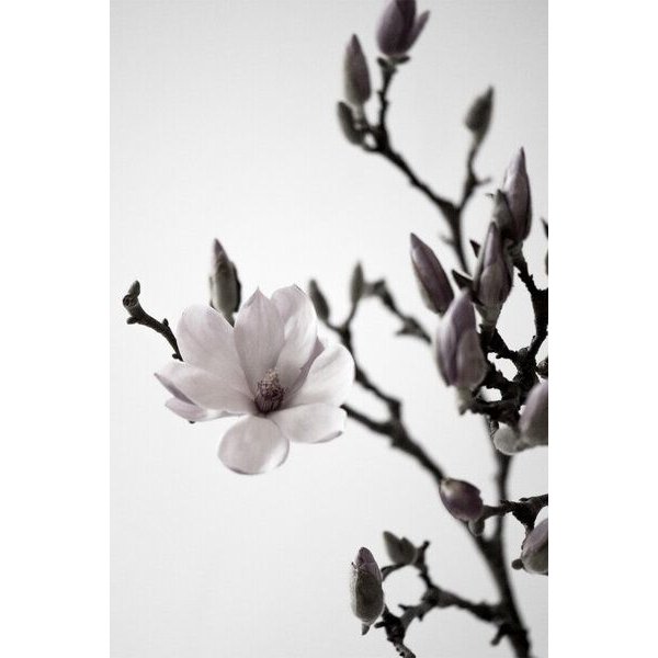Photocircle Poster / Leinwandbild - Magnolia Happiness