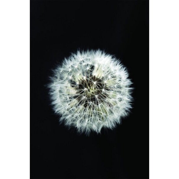 Photocircle Poster / Leinwandbild - Black and White Dendelion