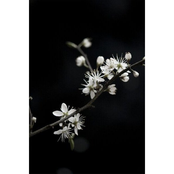 Photocircle Poster / Leinwandbild - White Loves Black