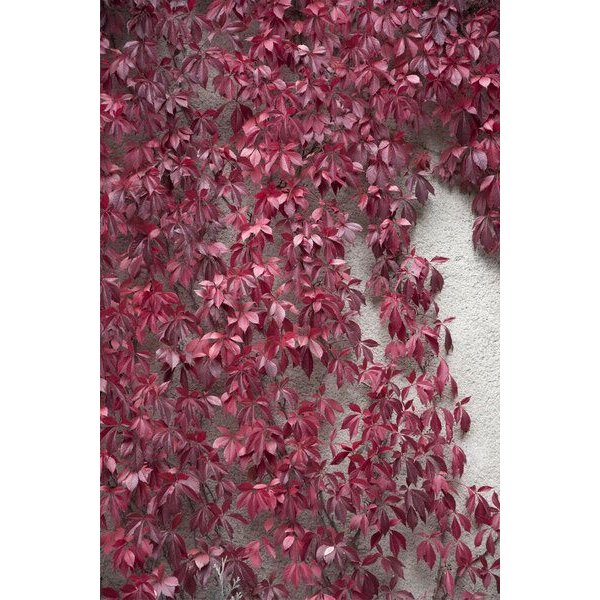 Photocircle Poster / Leinwandbild - Beauty of Autumn