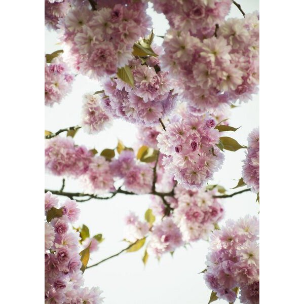 Photocircle Poster / Leinwandbild - Blush Spring Love