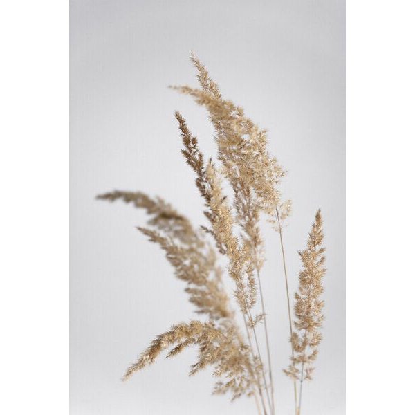 Photocircle Poster / Leinwandbild - golden PAMPAS grass