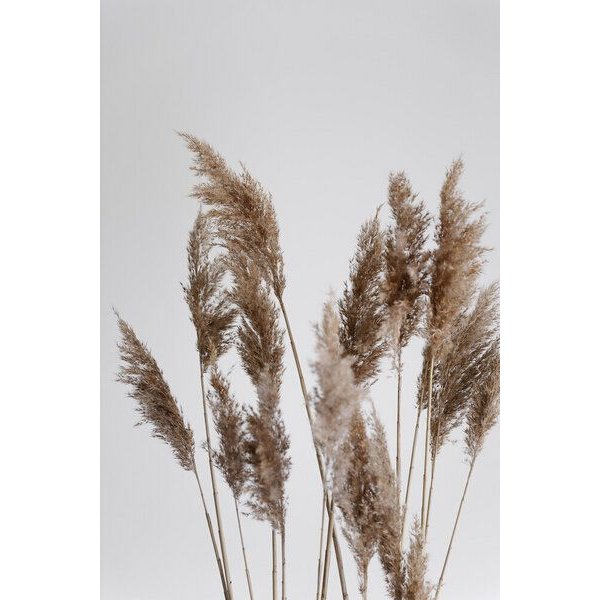 Photocircle Poster / Leinwandbild - Pampas reed in the WIND