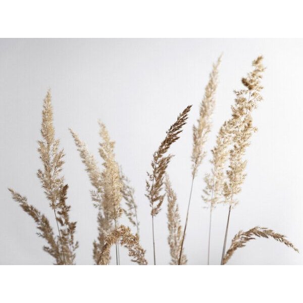 Photocircle Poster / Leinwandbild - glorious golden PAMPAS grass