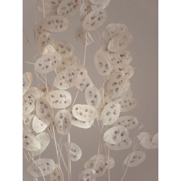 Photocircle Poster / Leinwandbild - cream grey confetti plant
