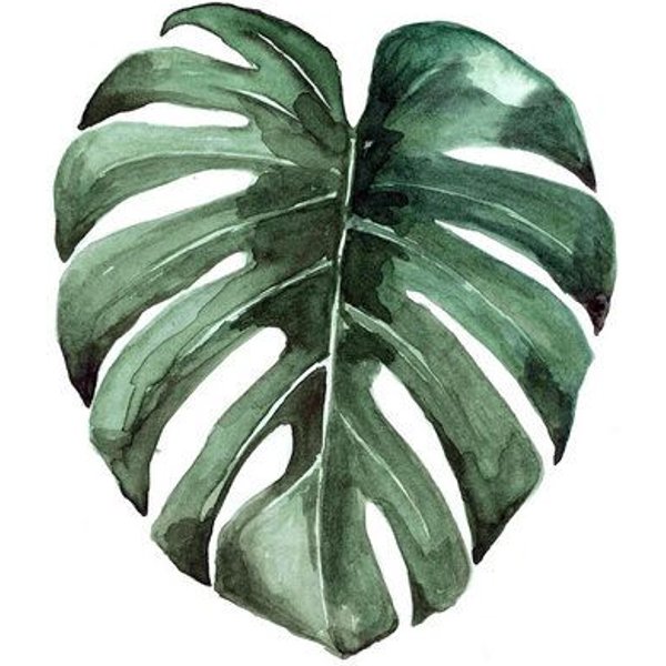 Photocircle Poster / Leinwandbild - Mantika Botanical Monstera Blatt