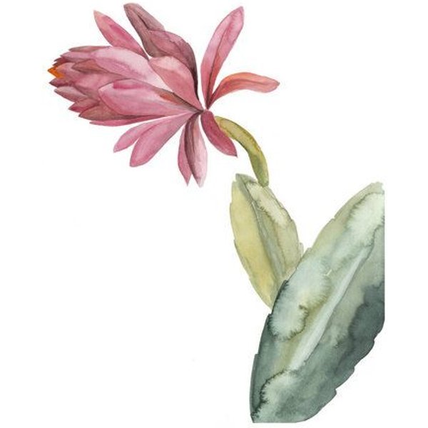 Photocircle Poster / Leinwandbild - Mantika Botanical Kaktusblume pink