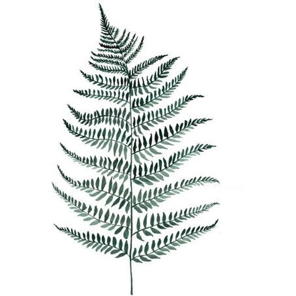 Photocircle Poster / Leinwandbild - Mantika Botanical Silverfern