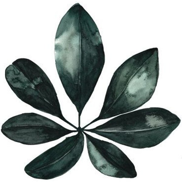 Photocircle Poster / Leinwandbild - Mantika Botanical Schefflera Blatt
