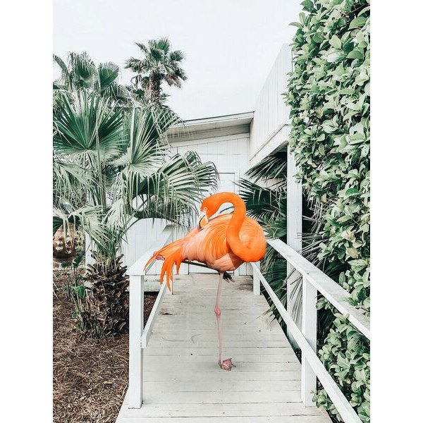 Photocircle Poster / Leinwandbild - Flamingo Beach House