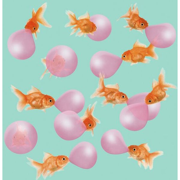 Photocircle Wandbild / Kunstdruck / Poster / Leinwand - Bubblegum Goldfish