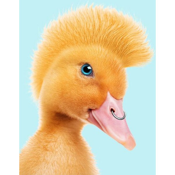 Photocircle Wandbild / Kunstdruck / Poster / Leinwand - Punk Ente