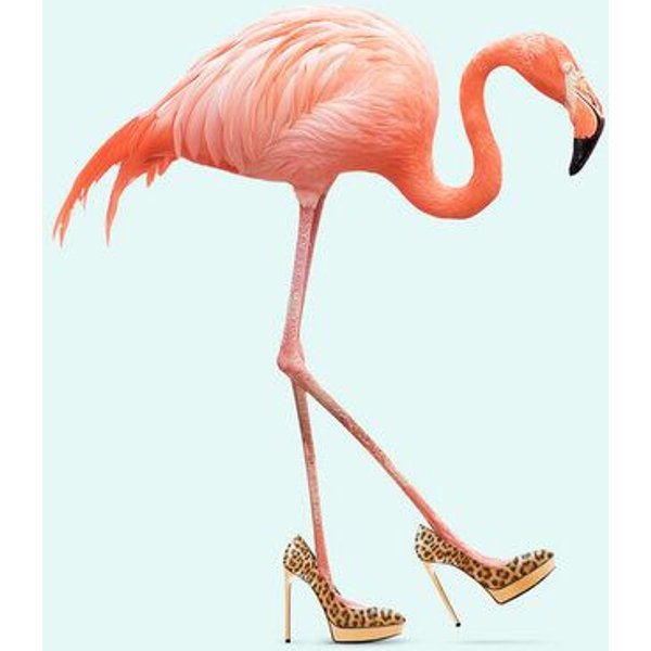 Photocircle Wandbild / Kunstdruck / Poster / Leinwand - Fancy Flamingo