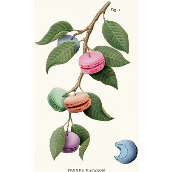 Photocircle Wandbild / Kunstdruck / Poster / Leinwand - Macaron Plant