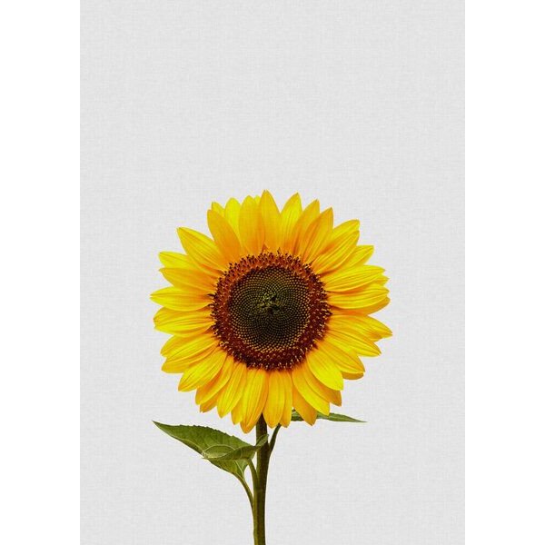 Photocircle Wandbild / Kunstdruck / Poster / Leinwand - Sunflower Still Life