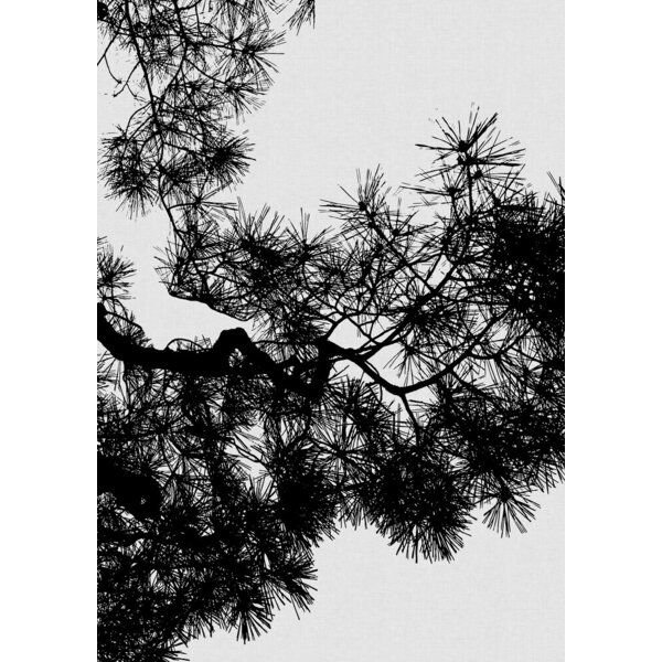 Photocircle Wandbild / Kunstdruck / Poster / Leinwand - Pine Tree Black & White