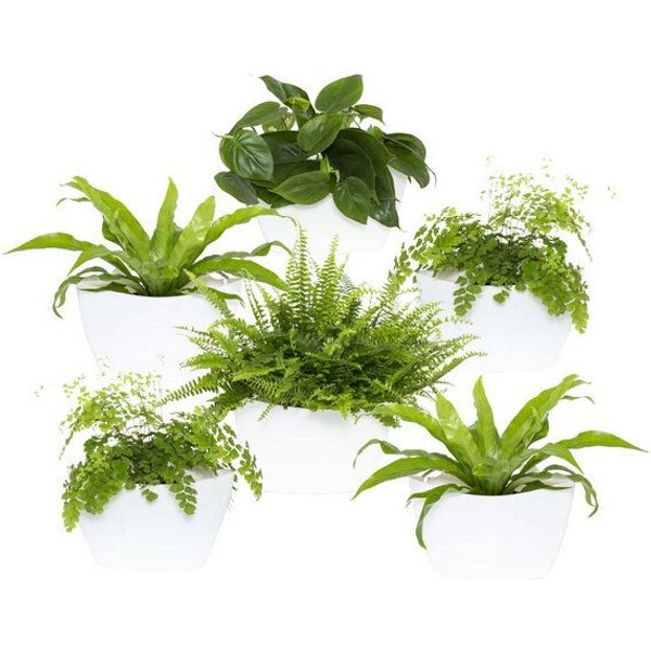 CitySens 6er-Pack Wand-Blumentopf mit automatischer Bewässerung