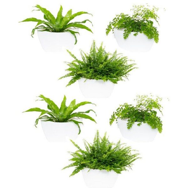 CitySens 6er-Pack Wand-Blumentopf