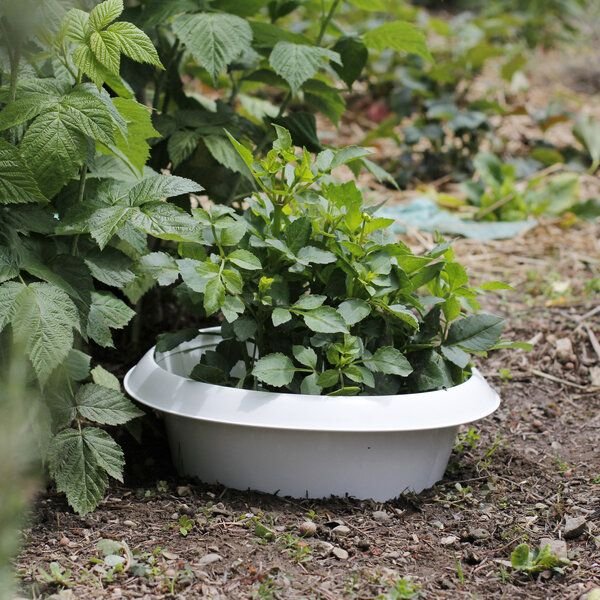 Andermatt Biogarten SchneckenStopp FE groß – wiederverwendbarer Schneckenkragen aus Stahl für größere Pflanzen im Garten und auf dem Balkon