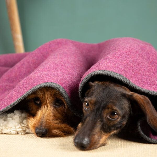 nahtur-design Hundedecke aus 100 % Schurwolle – Flauschloden, 3 Größen