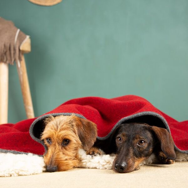 nahtur-design Hundedecke aus 100 % Schurwolle – Flauschloden, 3 Größen
