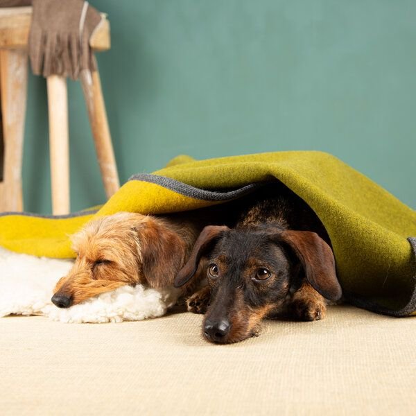 nahtur-design Hundedecke aus 100 % Schurwolle – Flauschloden, 3 Größen