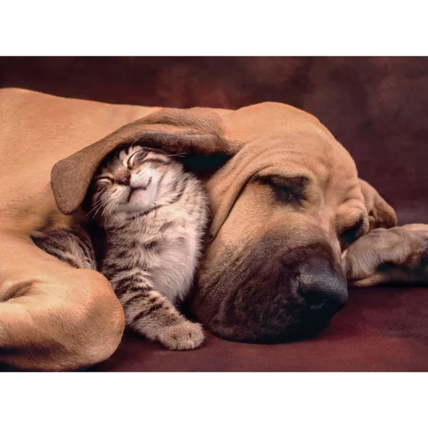 Puzzle 500 PièCes Cuddles Clementoni-image