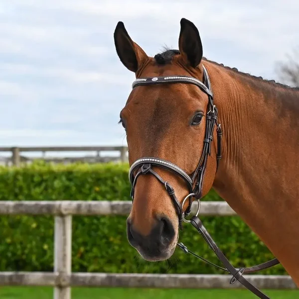 Bridon éQuitation Muserolle CombinéE Anatomique Jump'In Clincher Origin-image