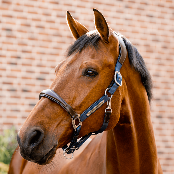 Horseware Signature Competition anatomisches Lederhalter - brown/navy, Größe Vollblut