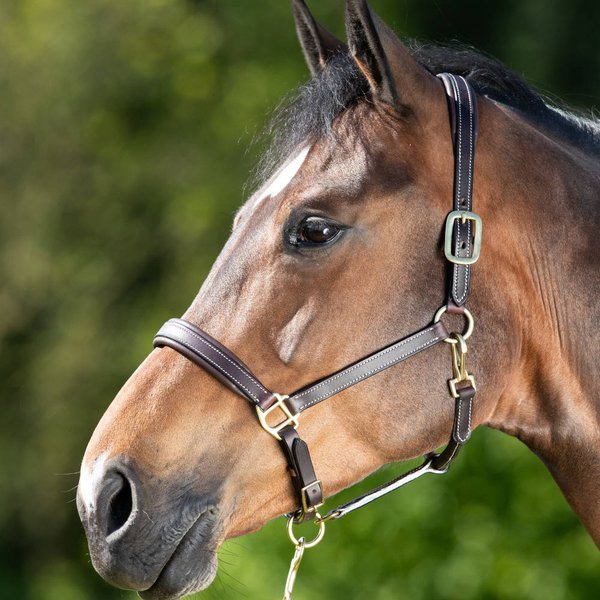 HFI Lederhalfter mit doppelt verstellbarem Genickstück "Simple" - braun, Größe Pony