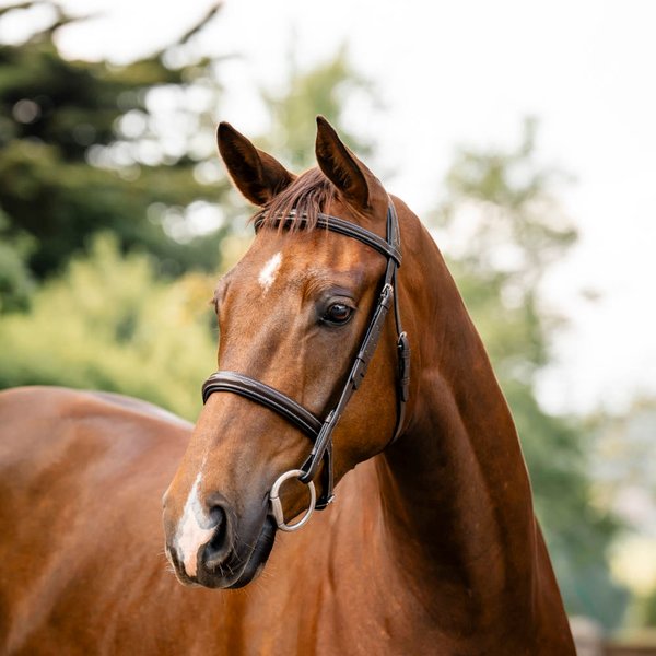 Horseware Hunter Ledertrense - havana brown, Größe großes Warmblut