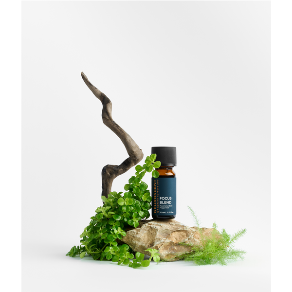 Focus Essential Oil Blend 10ml