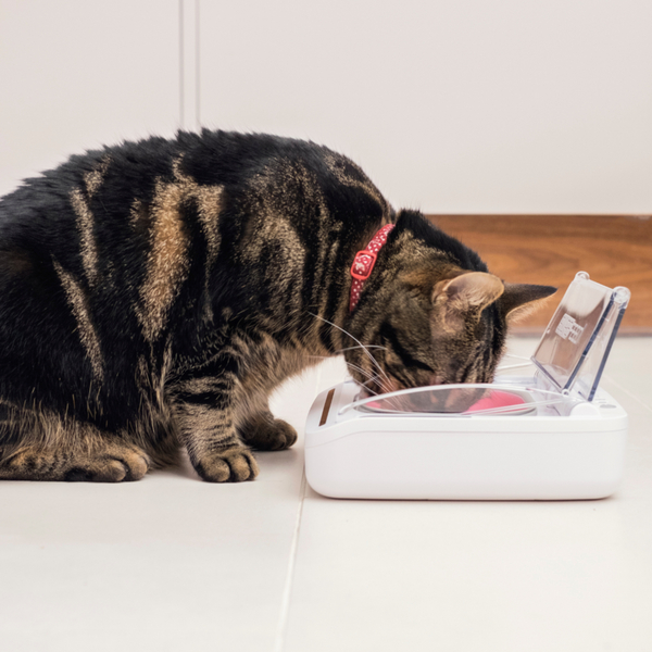 Sealed Pet Bowl