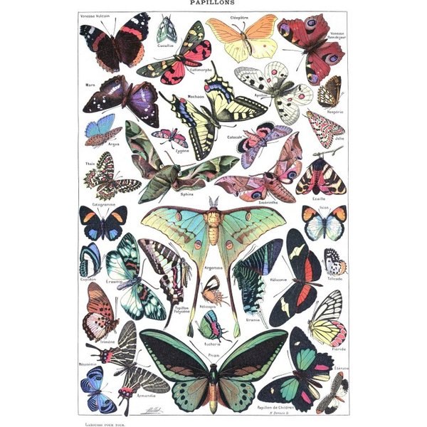 Puzzle Illustration Du Larousse Pour Tous : Papillons, 1907-1910-image