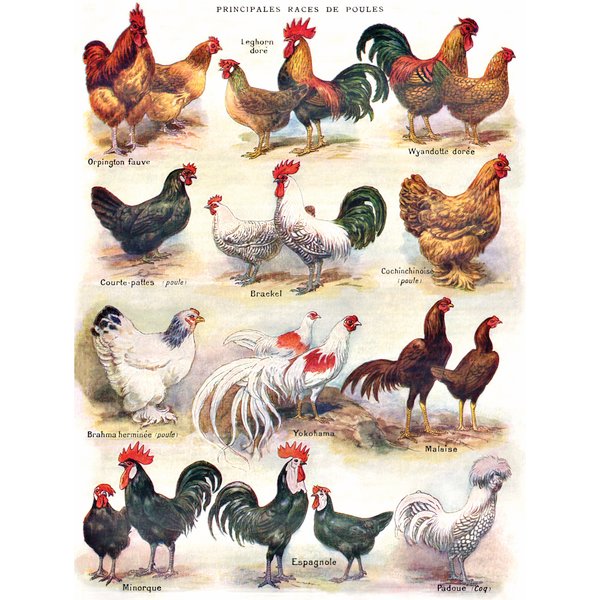 Puzzle PièCes Xxl - Poules - Poultry New York Puzzle Company-image