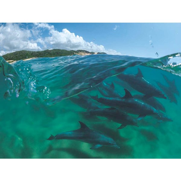 Puzzle Bottlenose Dolphins New York Puzzle Company-image
