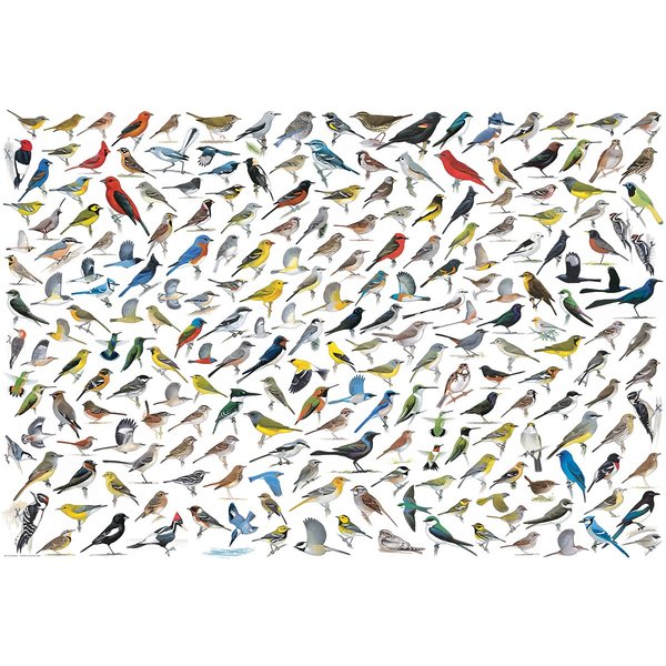 Puzzle Le Monde Des Oiseaux, Par David Sibley Eurographics-image