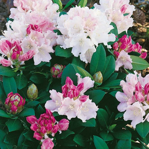 Rhododendron Dreamland (4.5L Pot)