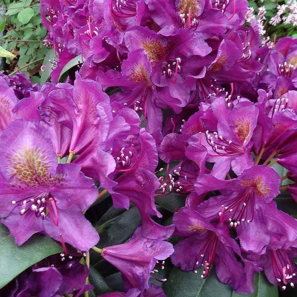 Rhododendron Marcel Menard (4.5L Pot)