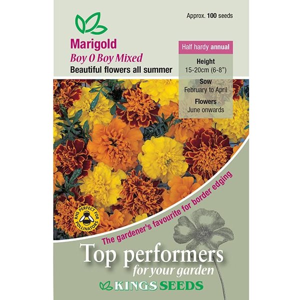 Marigold French Boy O Boy