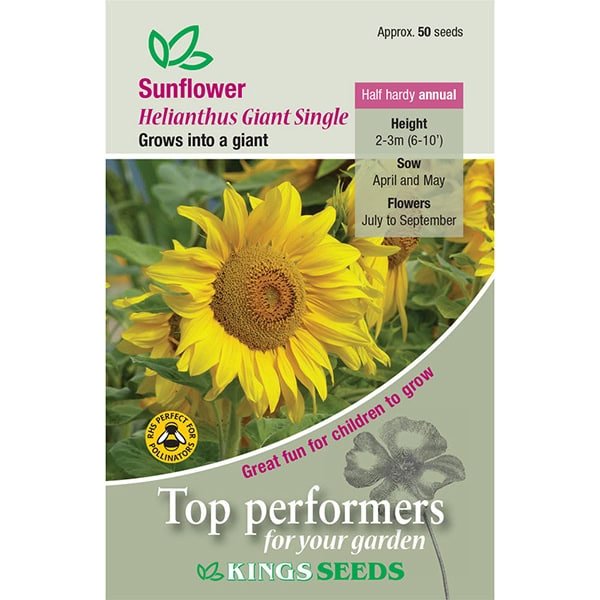 Sunflower Helianthus Giant