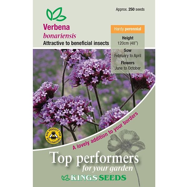 Verbena Bonariensis