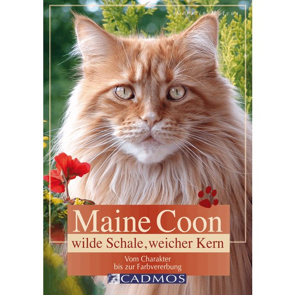 Maine Coon - Wilde Schale weicher Kern