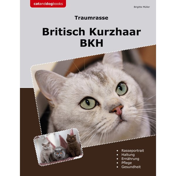 Traumrasse Britisch Kurzhaar