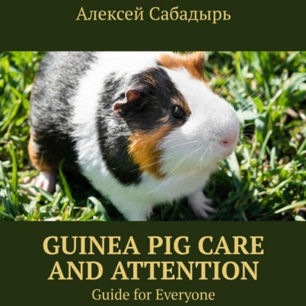 Guinea pig care and attention