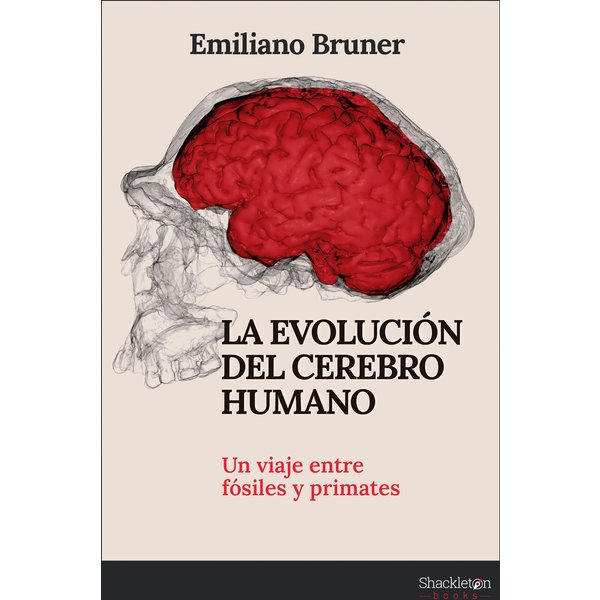 La evolución del cerebro humano