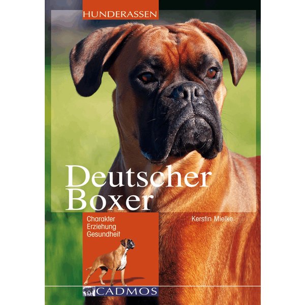 Deutscher Boxer